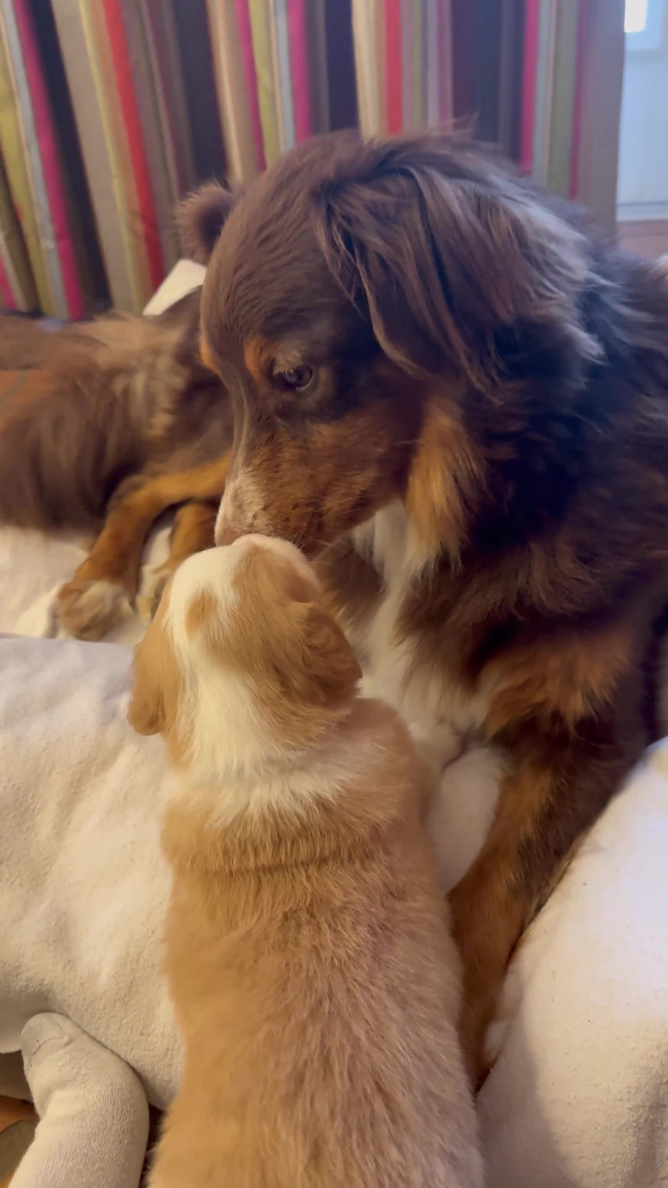 Kruising honden te koop: Toller x Australian Shepherd pups - Video 2