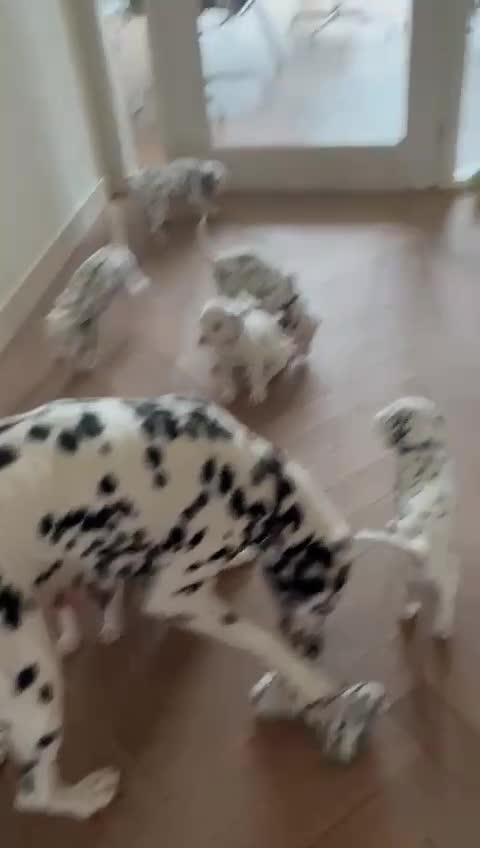Dalmatiër honden te koop: 🐾 Laatste kans – Dalmatiër pup beschikbaar! 🐾 - Video 3