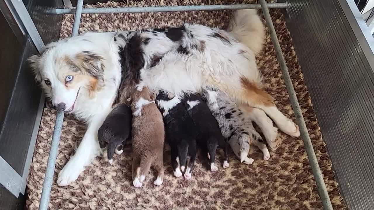 Australian Shepherd honden te koop: Australian Shepherd pupje met FCI stamboom - Video 1