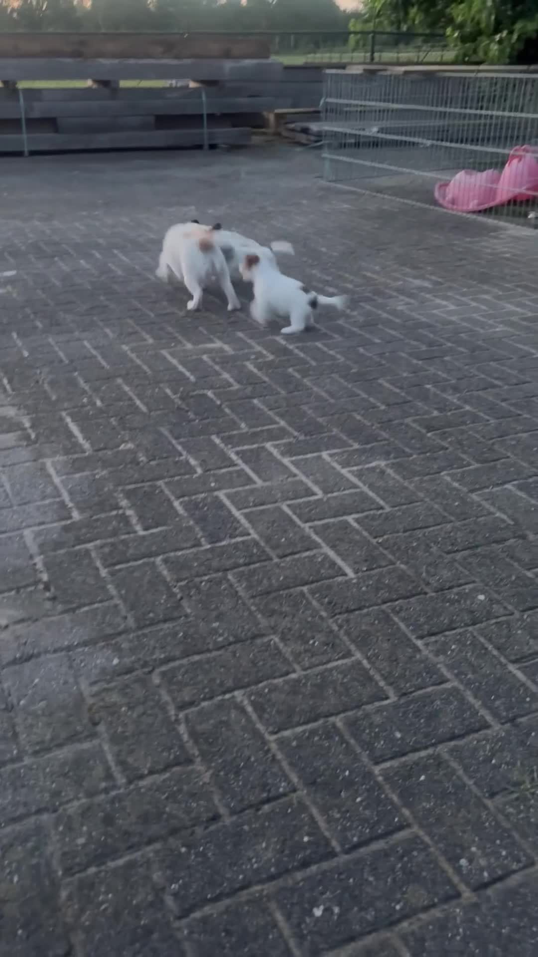 Jack Russel Terriër honden te koop: Jack Russel pups te koop met stamboom - Video 1