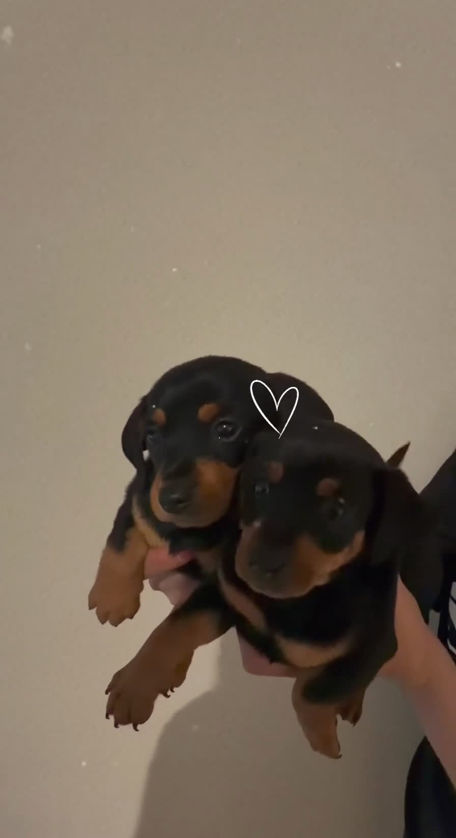 Teckel (korthaar)  honden te koop: Kanichen teckel pups zijn opzoek naar gouden mand. - Video 1