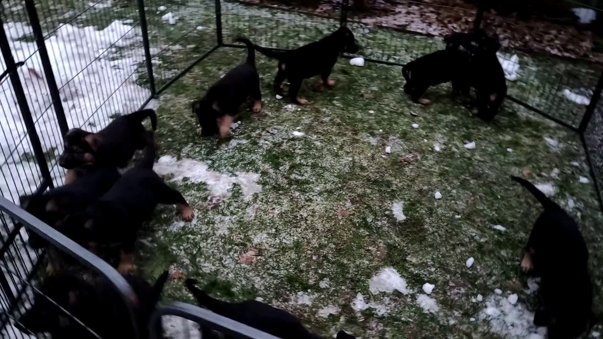 Duitse Herder honden te koop: Prachtige Duitse herder pups * mogen vd week weg * - Video 1