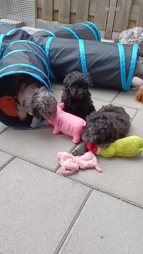 Kruising honden te koop: Prachtige dwerg/toy poedel puppys - Video 2