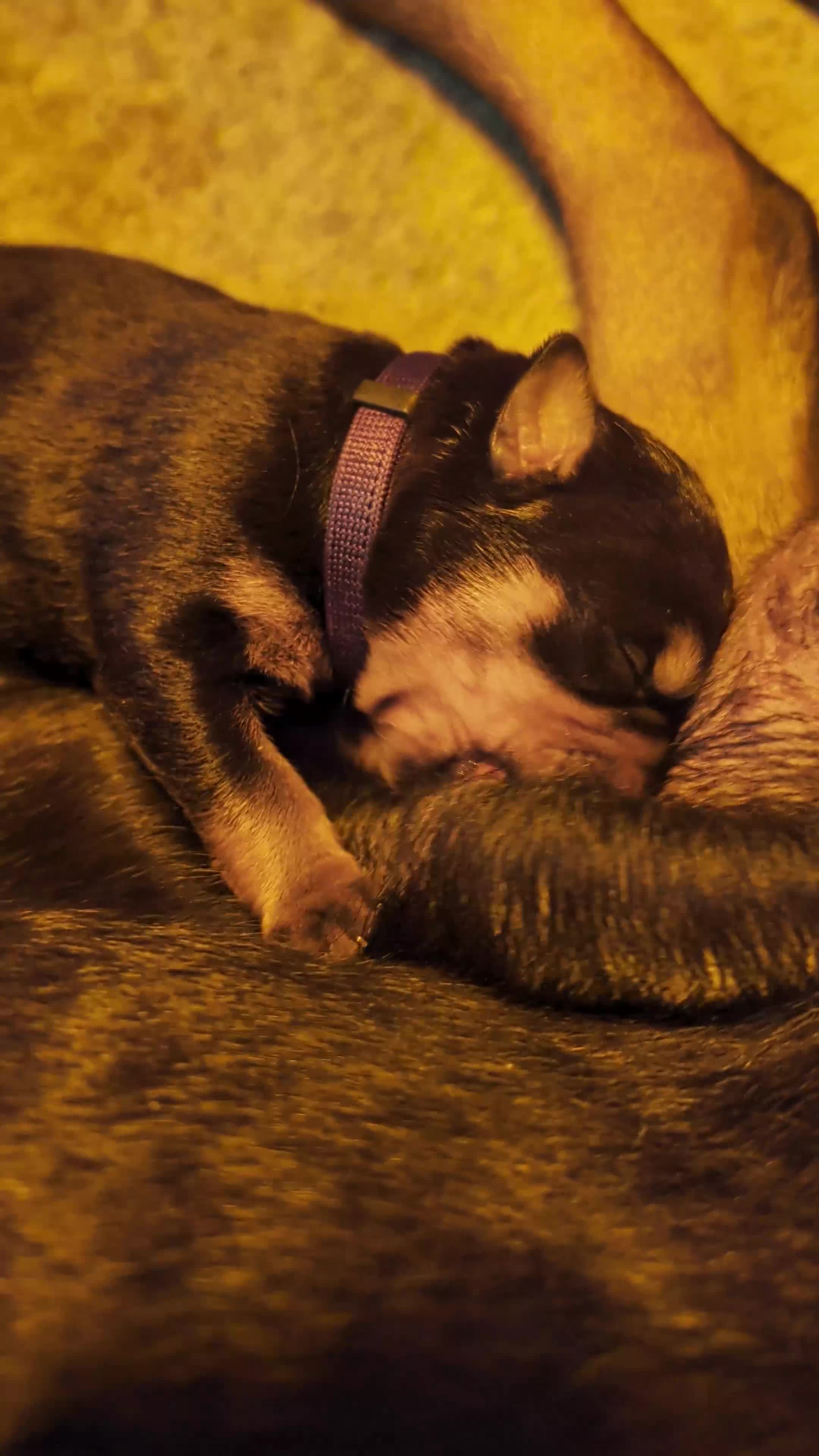 Rottweiler honden te koop: Prachtige Rottweilerpups  - Video 3