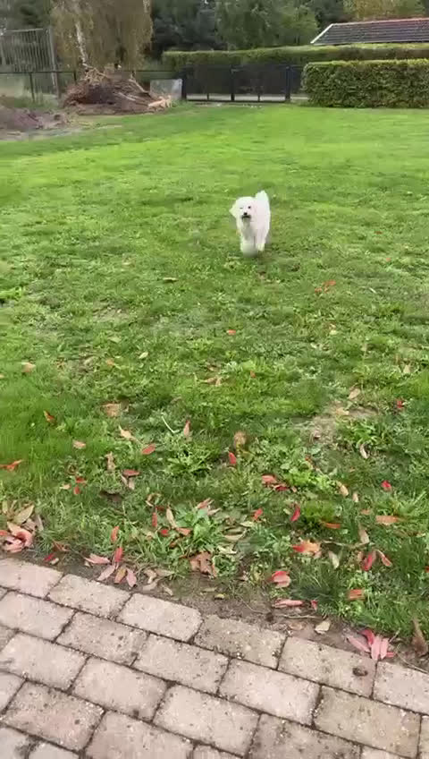 Poedel Toy honden te koop: Toypoedels verwacht - Video 1