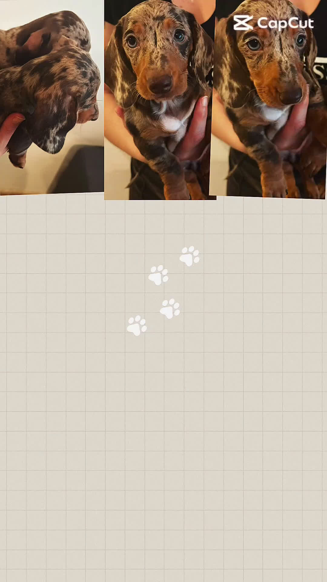 Teckel (korthaar)  honden te koop: Lieve teckel puppy’s opzoek naar gouden mandje - Video 1