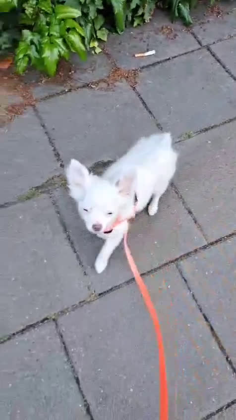 Chihuahua honden te koop: Mooi wit reutje !!! - Video 1