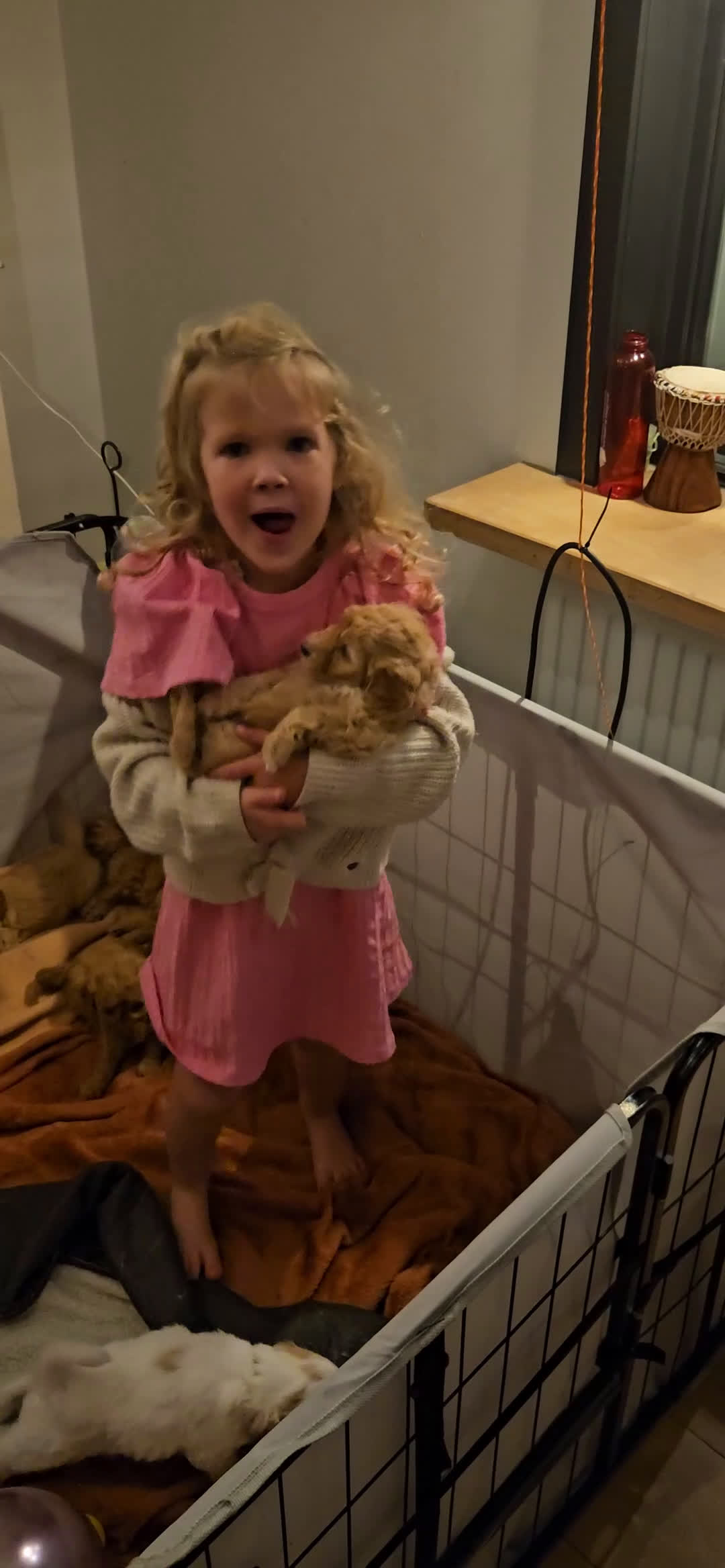 Kruising honden te koop: Medium doodles ma mini labradoodle pa labradoodle - Video 1