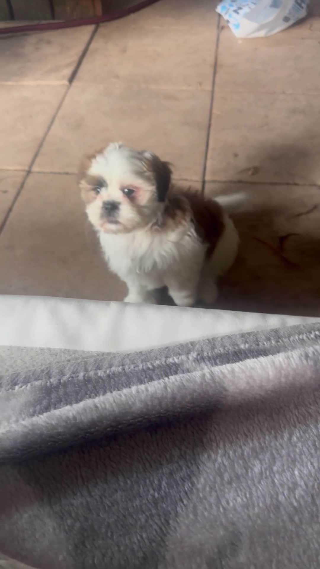 Shih Tzu honden te koop: rashoeivere Shih Tzu-puppy's - Video 1