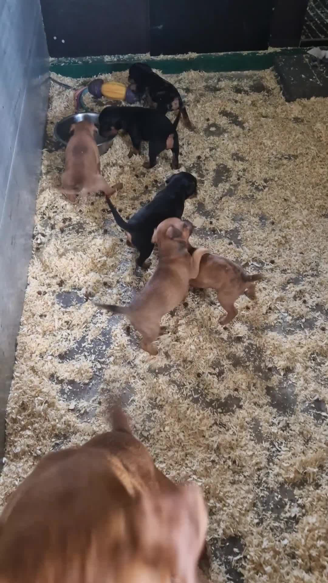 Dwergpinscher honden te koop: Dwergpinschers pups te koop - Video 1