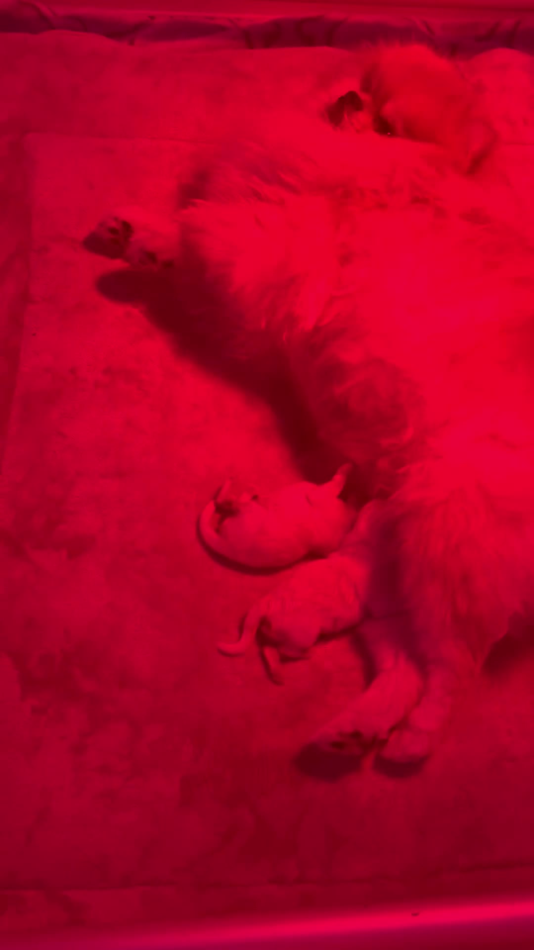 Pomeriaan honden te koop: Pomeranian pups ❤️❤️🌸 - Video 1