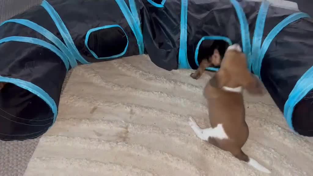 Ruwhaar Teckel honden te koop: Ruwharige piebald teckel - Video 2