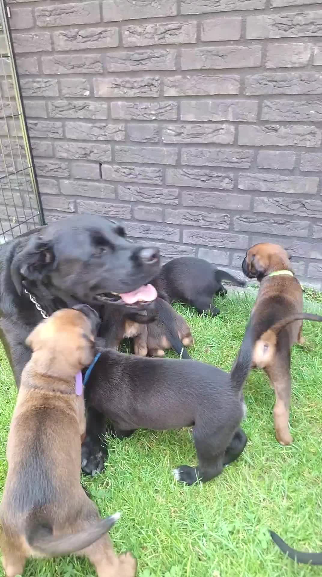Kruising honden te koop: Unieke leuke kruising boxador x boxer pups - Video 1