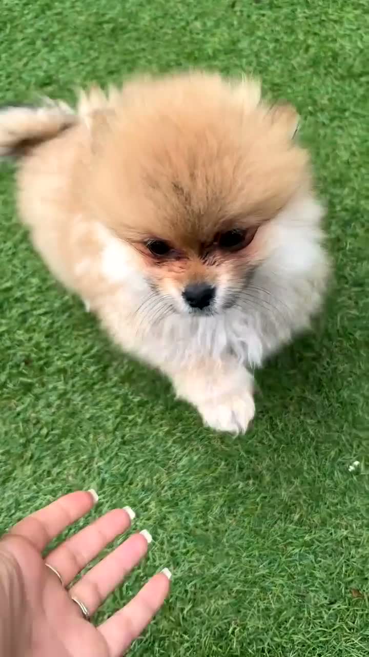 Pomeriaan honden te koop: Pomeriaan puppy’s  - Video 3