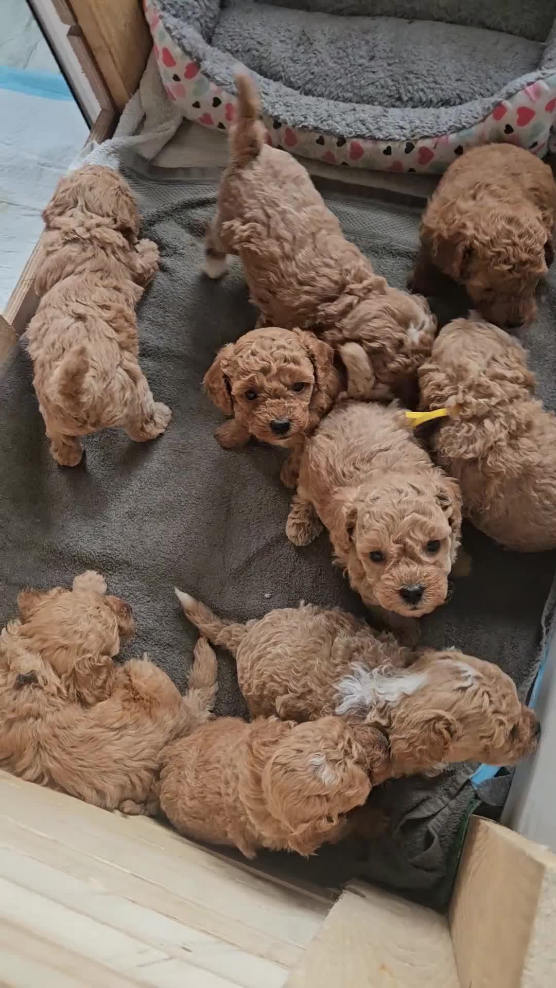 Cockapoo honden te koop: Cockapoo  in Heerhugowaard - Video 2