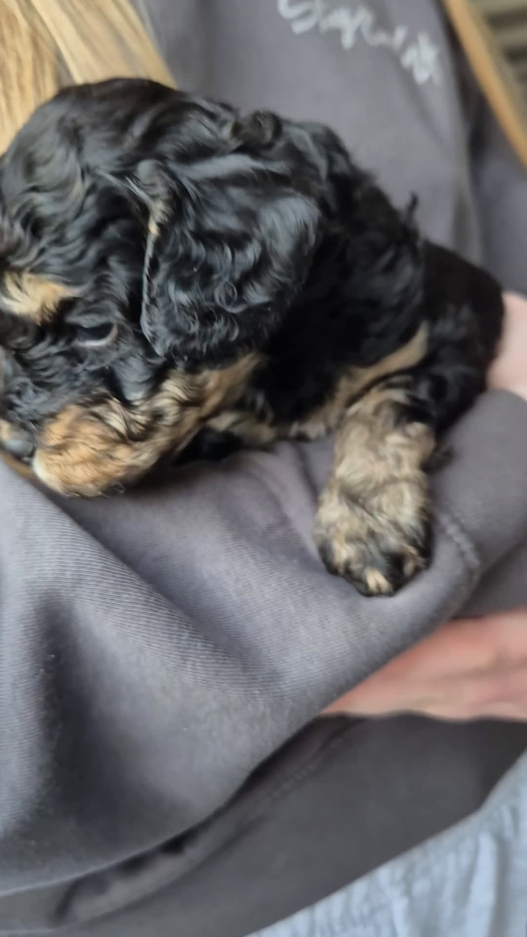 Cockapoo honden ter adoptie: Gastgezin gezocht voor cockapoo teefje  - Video 2