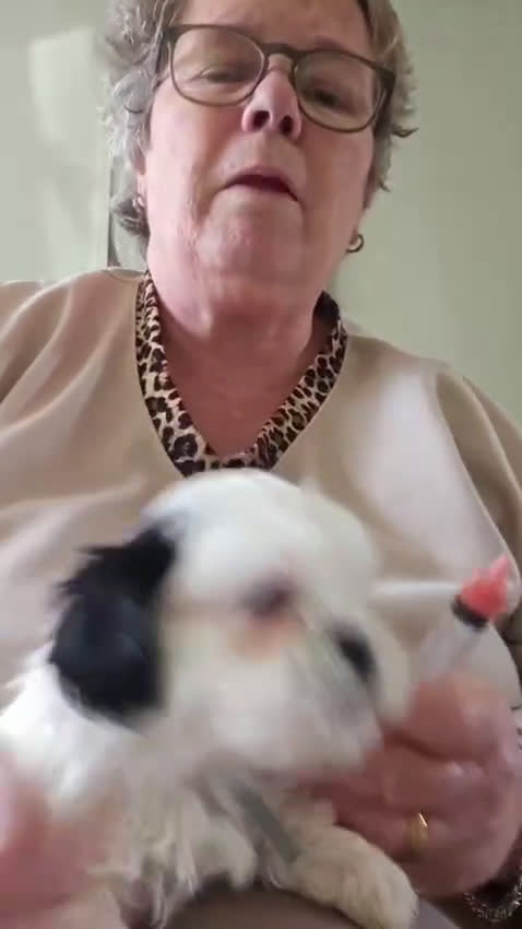 Kruising honden te koop: Boomer pups - Video 1
