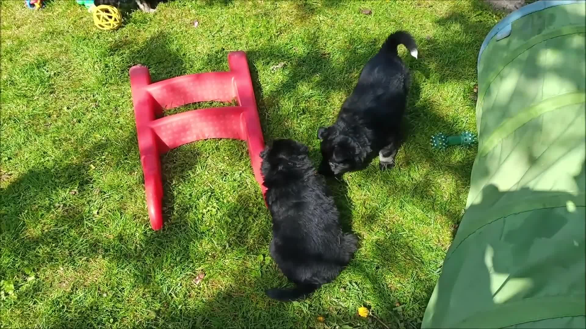 Kruising honden te koop: Oud Duitse Herder X Finse Lappenhond pups - Video 1