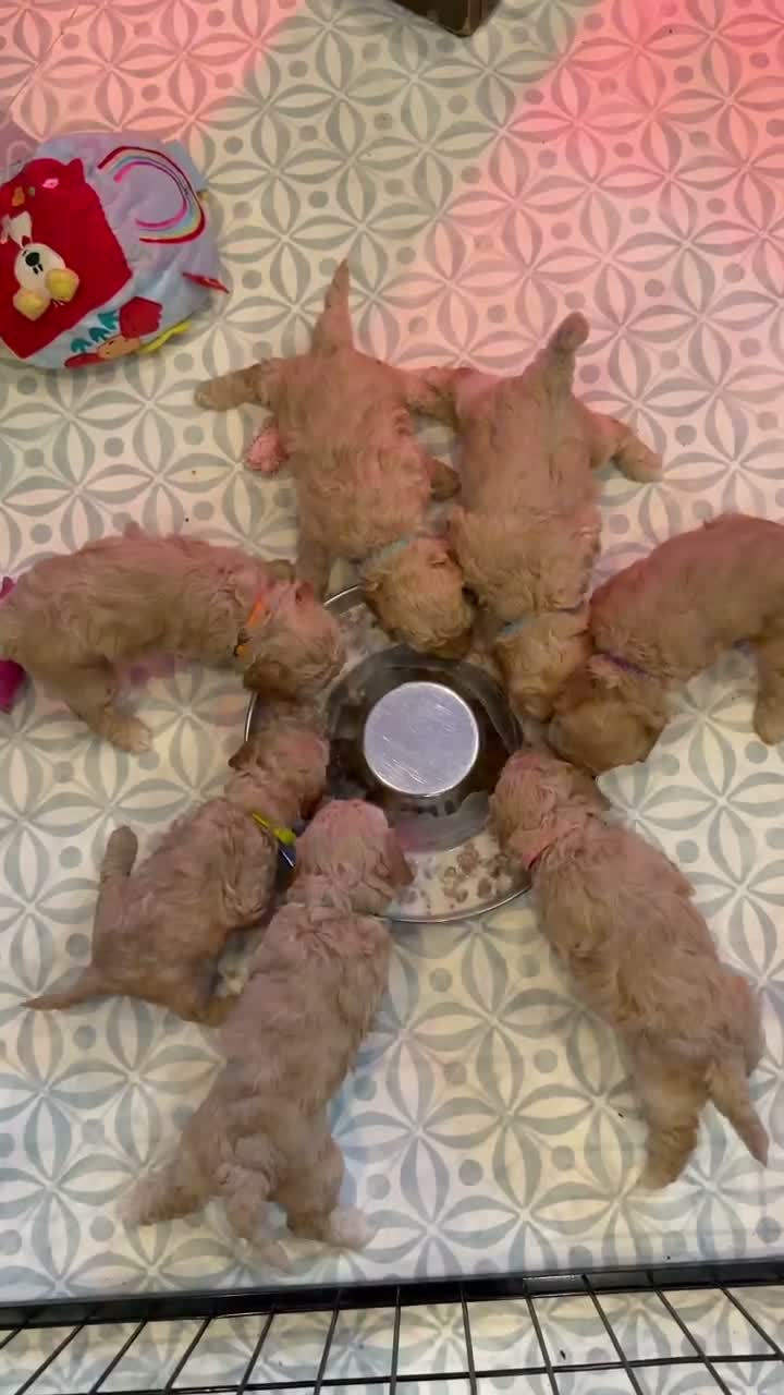 Labradoodle honden te koop: Nog 3 mooie reutjes zoeken een gouden mandje - Video 1