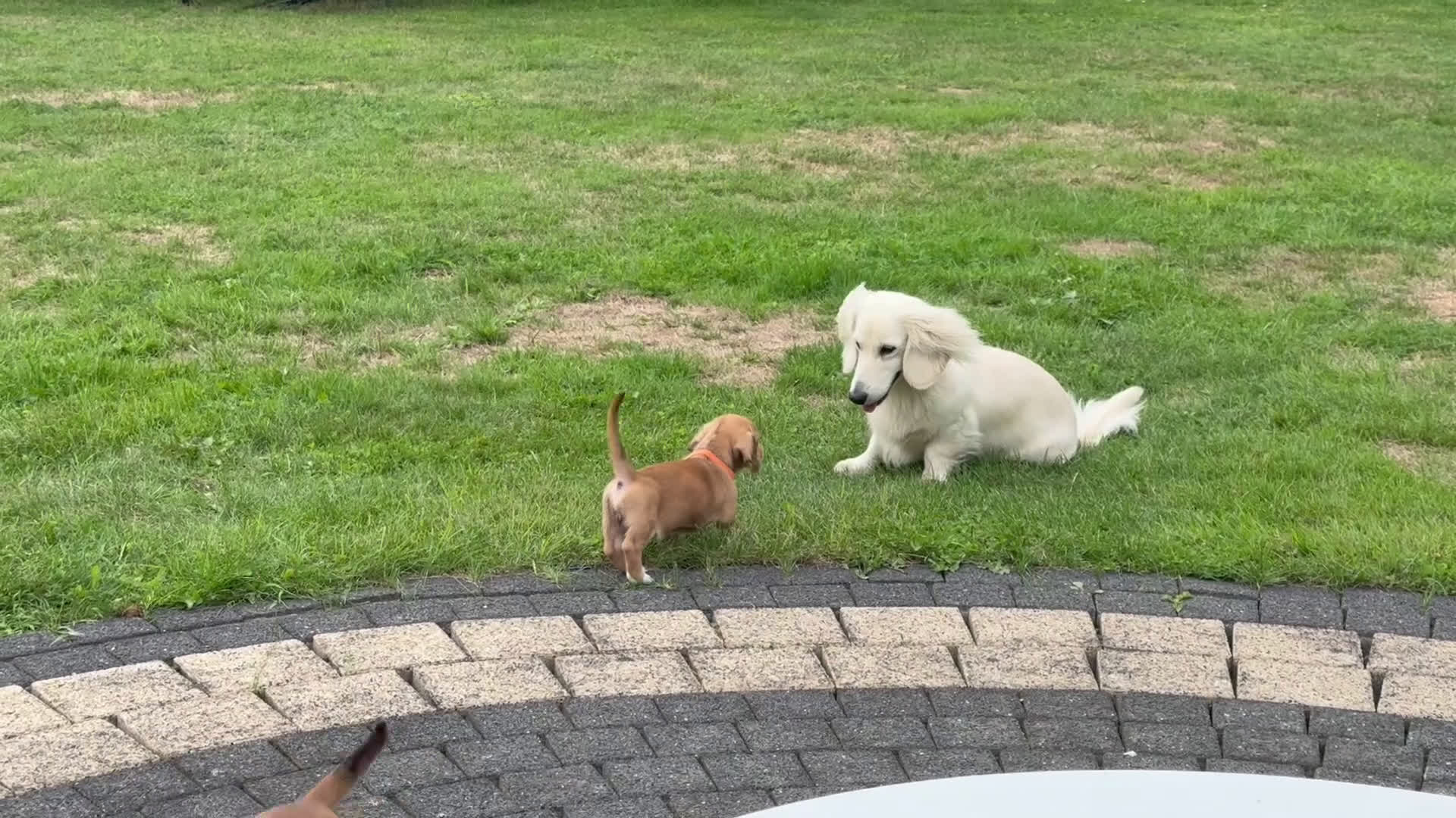 Teckel (korthaar)  honden te koop: Prachtig liefdesnestje met witte langharige papa - Video 1