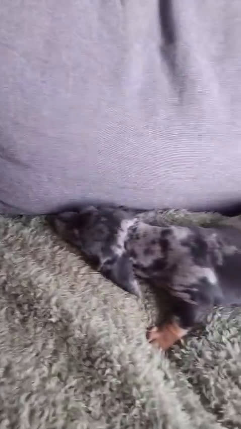 Teckel (korthaar)  honden te koop: Dwerg teckel pupjes opzoek naar hun gouden mandje. - Video 1