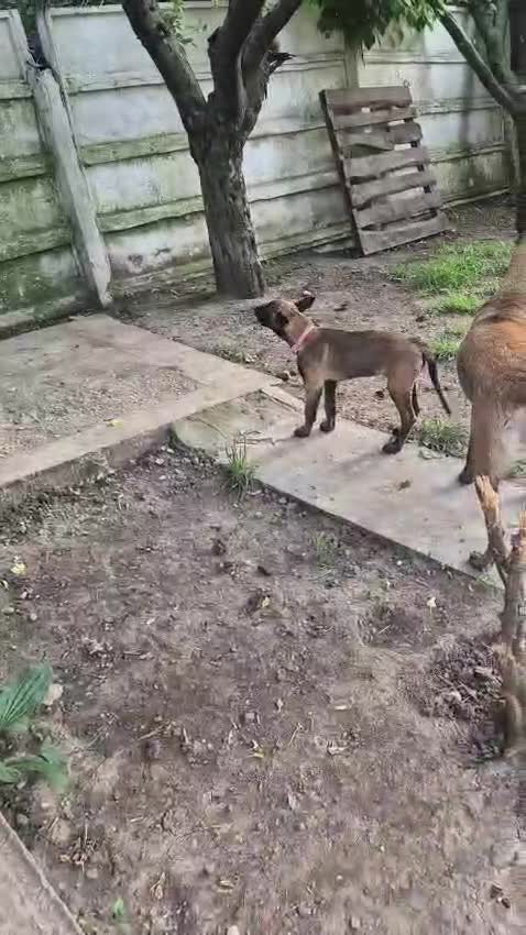 Mechelse Herder honden te koop: Kira – Belgian Shepherd (MALINOIS) - Video 2