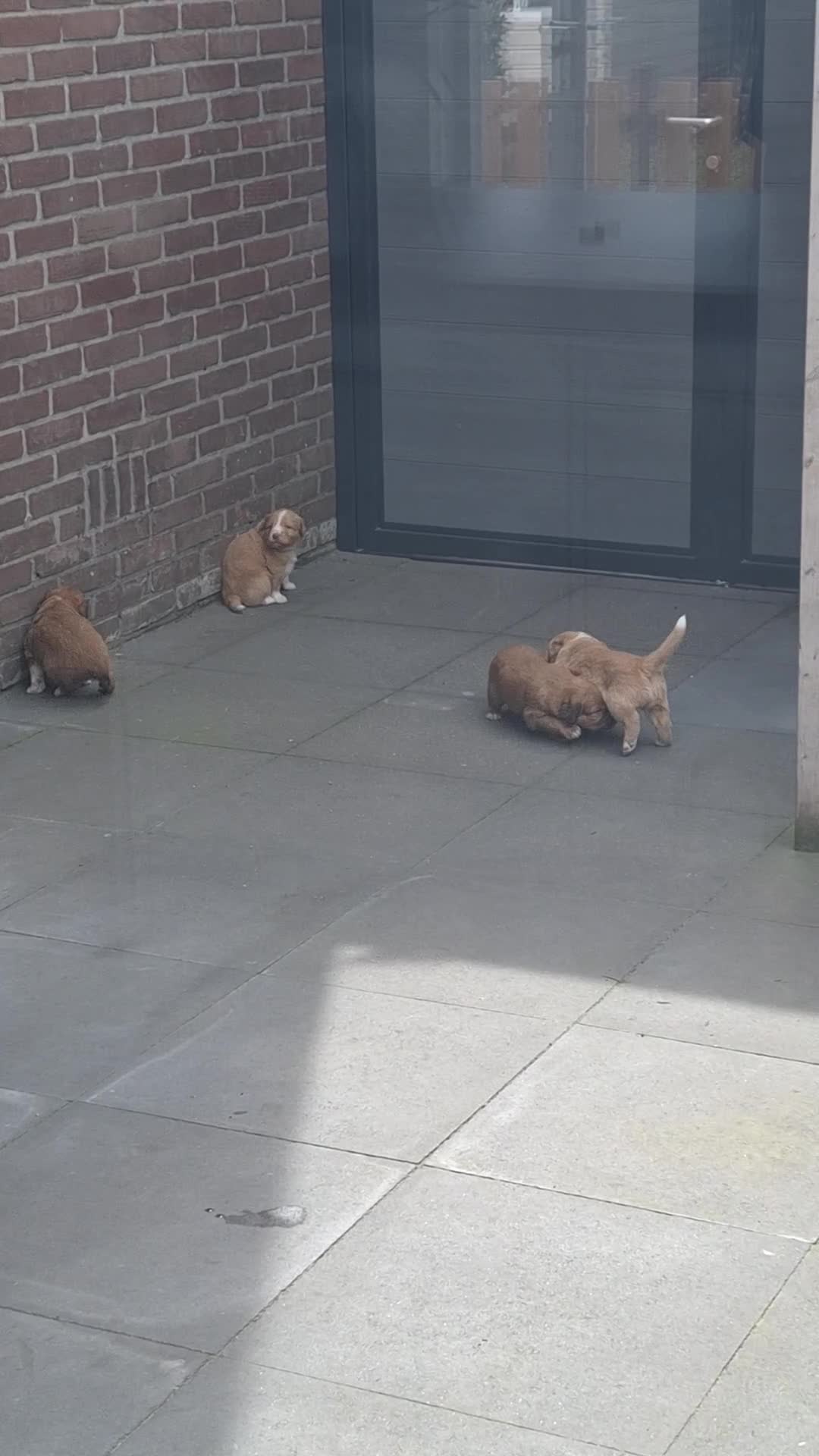 Kruising honden te koop: Nova Scotia Duck Tolling Retriever pup reu - Video 1