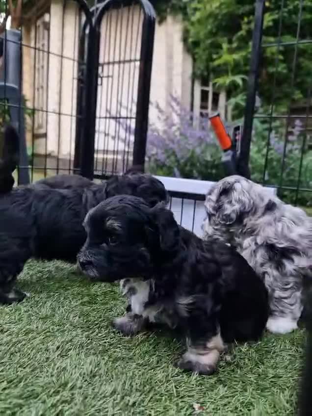 Kruising honden te koop: Prachtige pups - Video 1