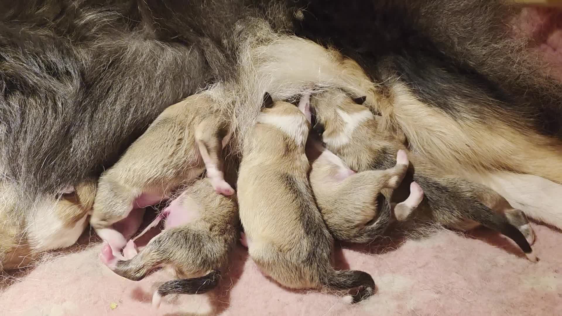 Schotse Herdershond langhaar honden te koop: Collie pups beschikbaar  in Kruisland - Video 1