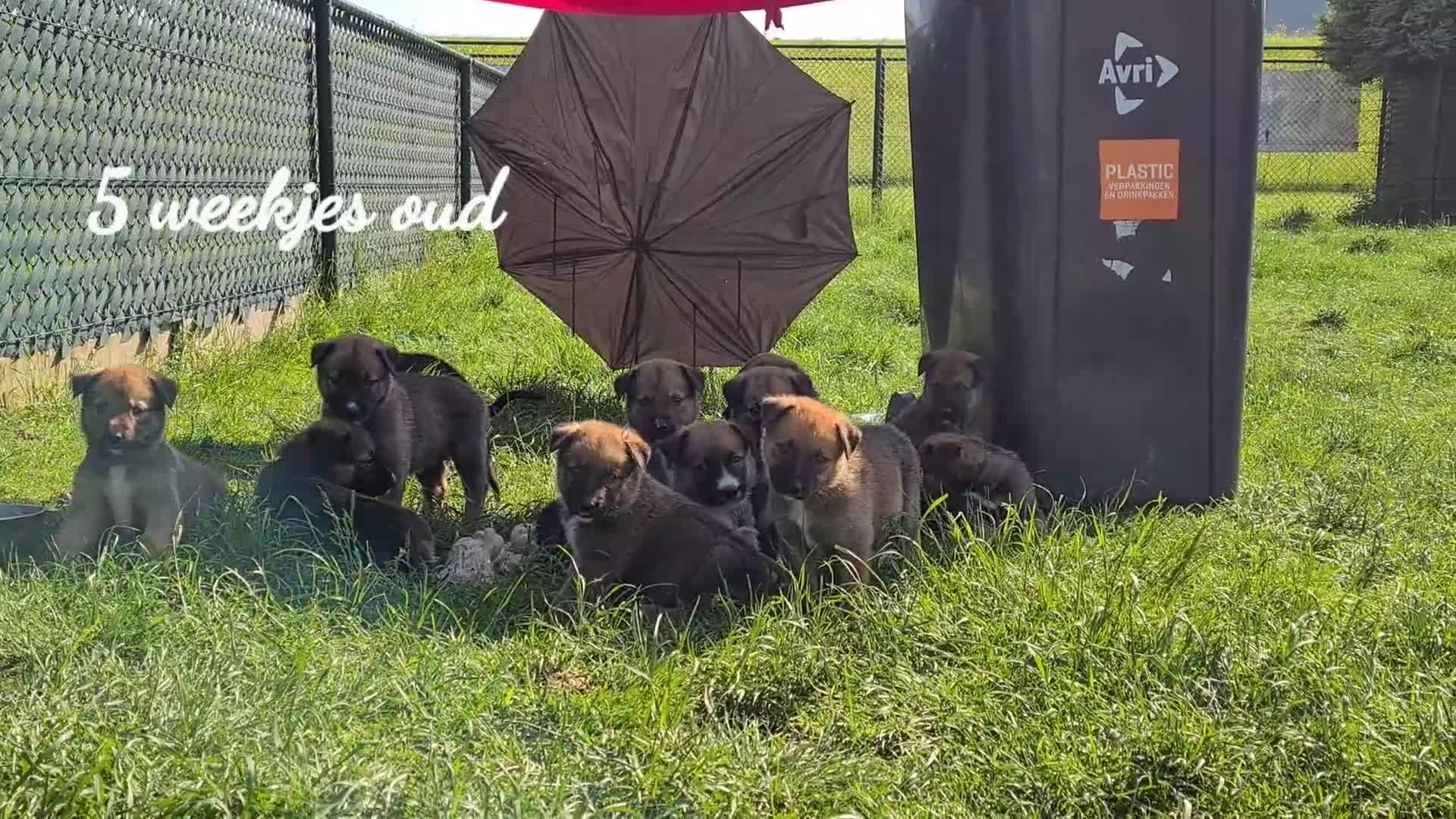 Kruising honden te koop: Heerlijke relaxed Border Collie x Mechelse Herder  - Video 1