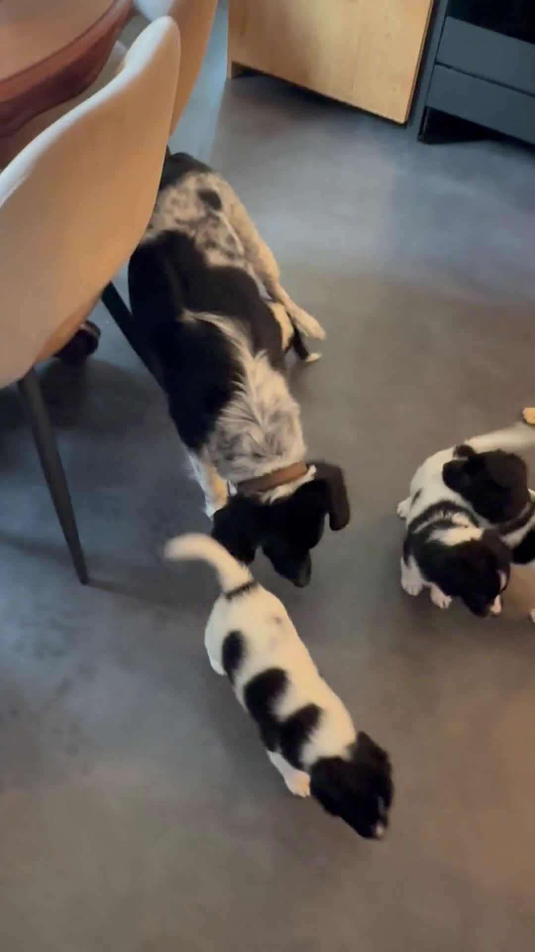 Friese Stabij honden te koop: Friese stabij pups - Video 1