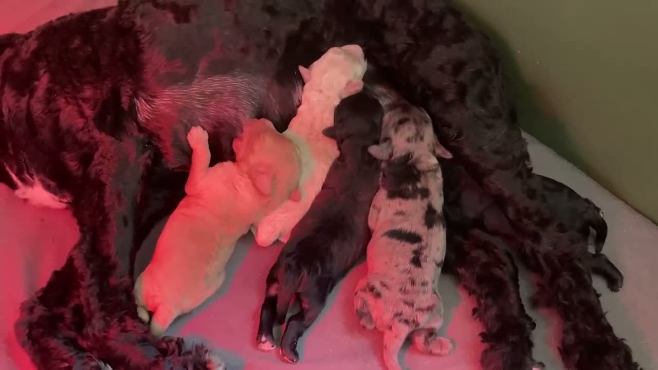 Cockapoo honden te koop: Cockapoo - Video 1