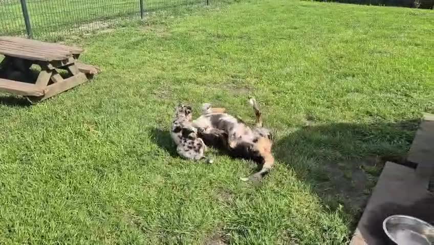 Kruising honden te koop: Mini Australian shepherd pup reutje  - Video 2
