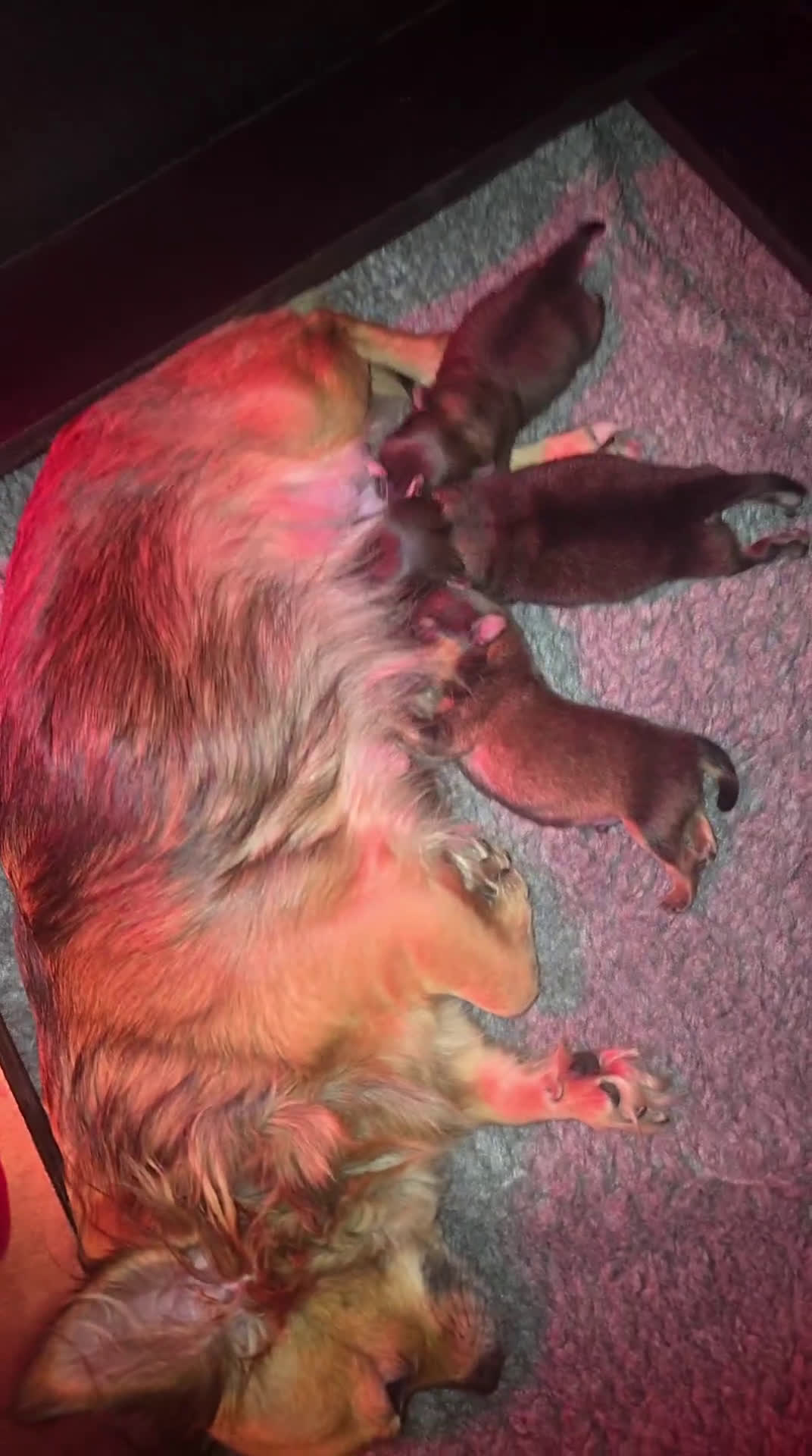 Pomchi honden te koop: Mooie pomchi reutjes te koop  - Video 1