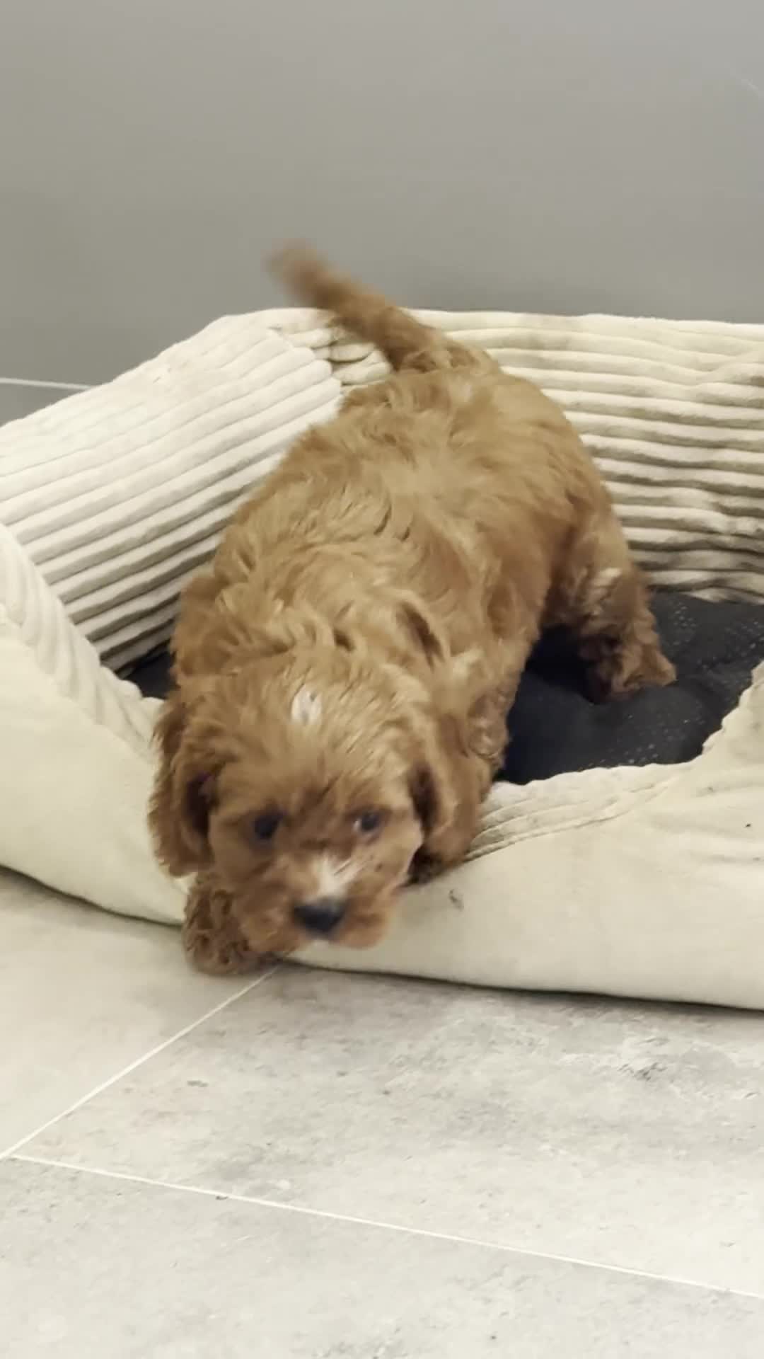 Cavapoo honden te koop: Cavapoo pups getest hypoallergeen mini doodle - Video 4