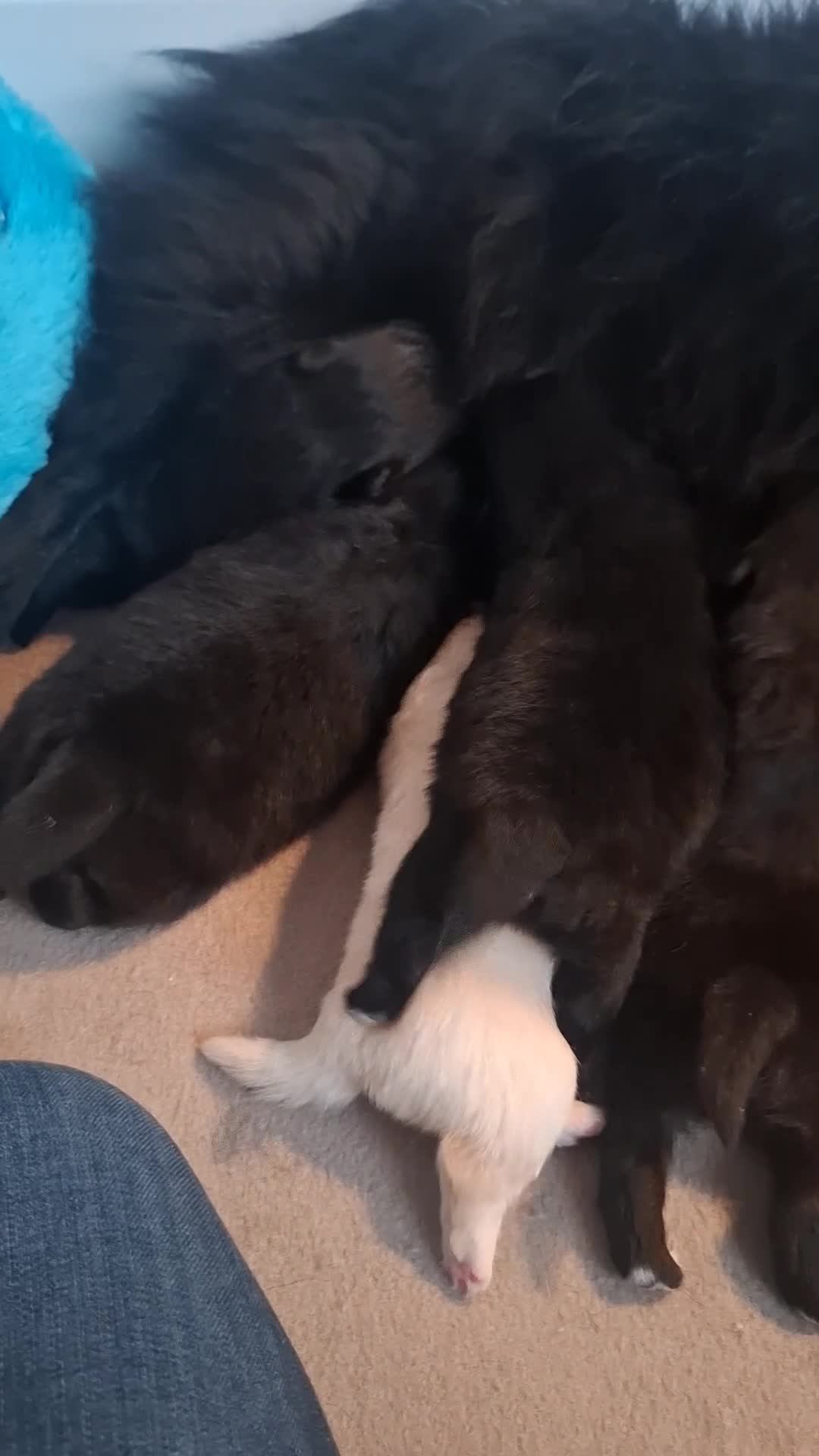 Pomeriaan honden te koop: Dwergkees/pomeriaan pups nog 2 reutjes zwart  - Video 1