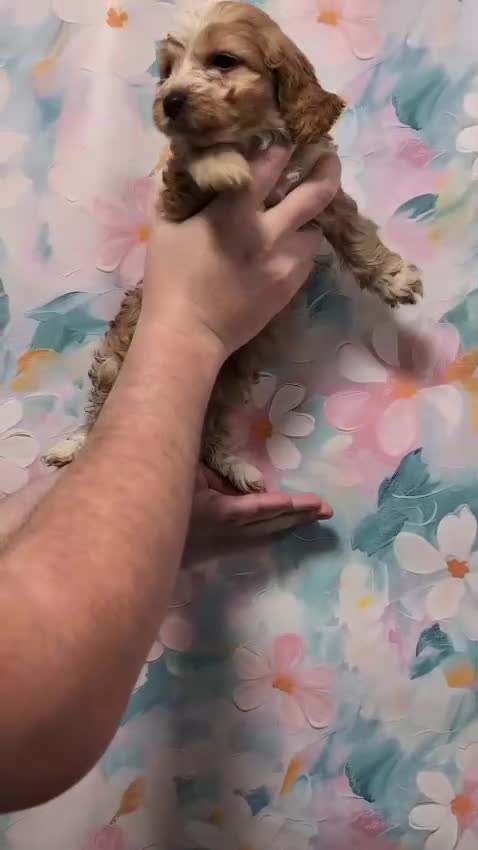 Cockapoo honden te koop: COCKAPOO-PUPPY’S 2 REUTJES & 1 TEefJE BESCHIKBAAR! in Amsterdam - Video 1
