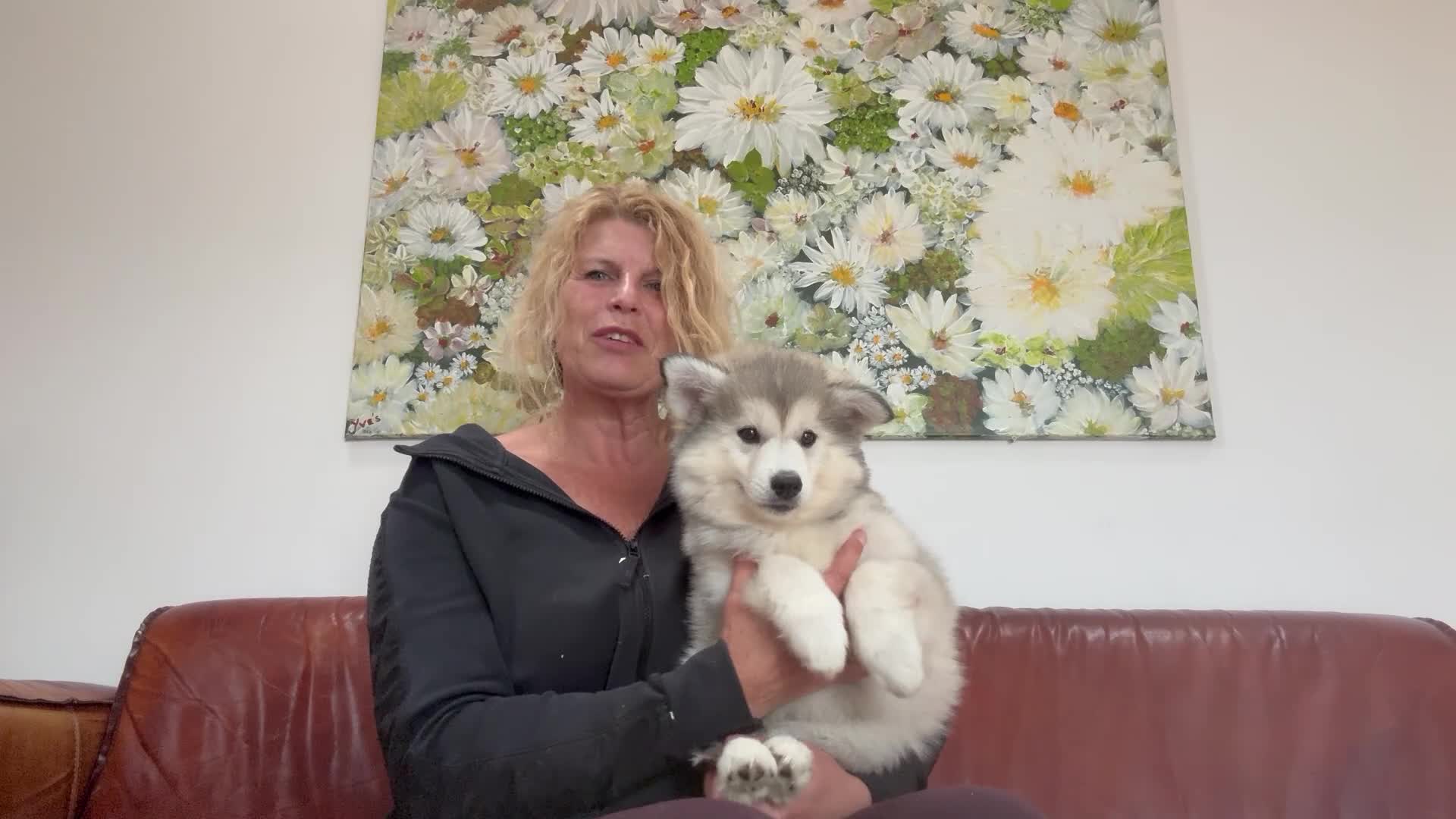 Pomsky honden te koop: Pomsky  - Video 3