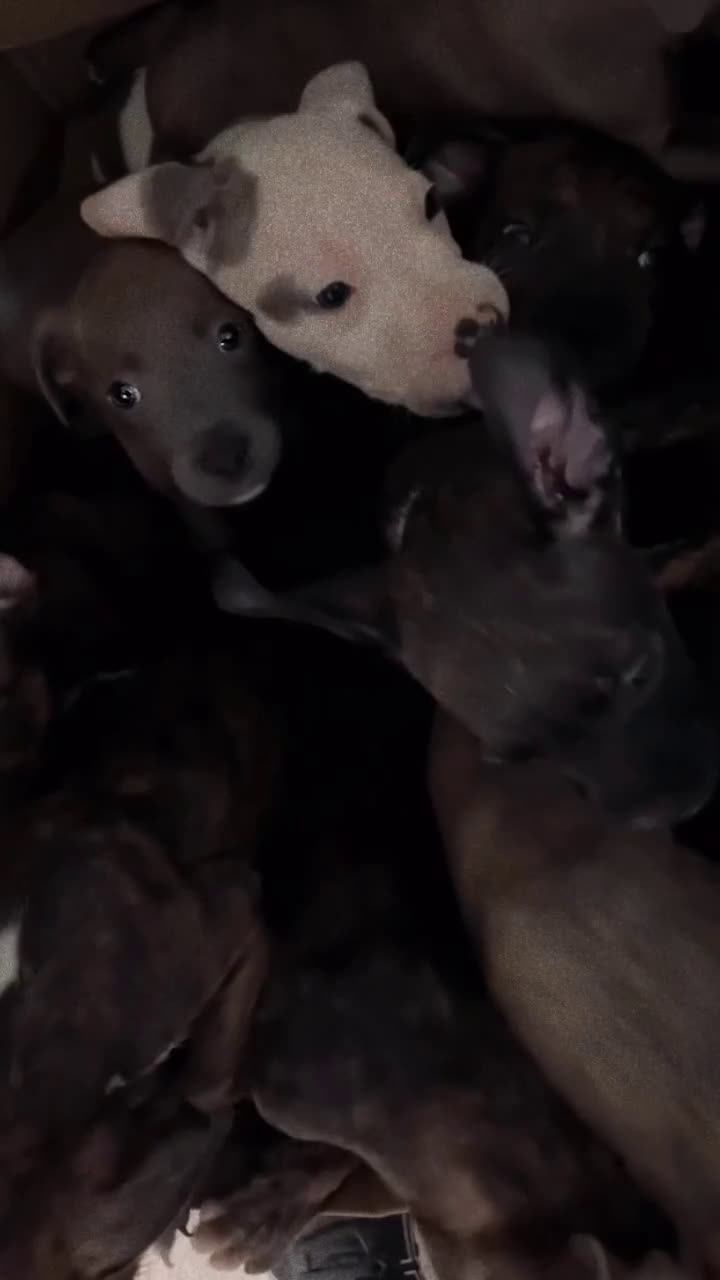 Kruising honden te koop: Pitbull x Cane Corso x Old English Bulldog puppies - Video 1