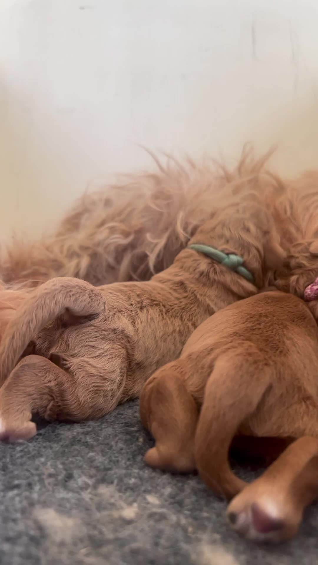 Cockapoo honden te koop: Prachtige, lieve en sociale cockapoo F1b puppy’s  - Video 2