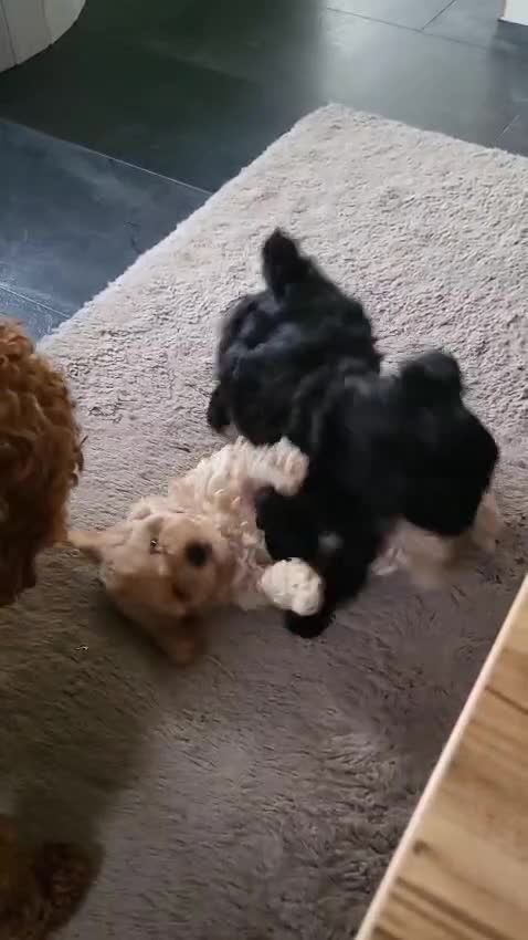 Poedel Toy honden te koop: Schattige Toypoedel pups uit goed geteste ouders.  - Video 5