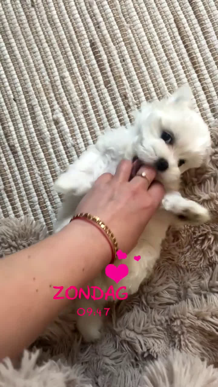 Maltezer honden te koop: Mini Maltezer  - Video 1