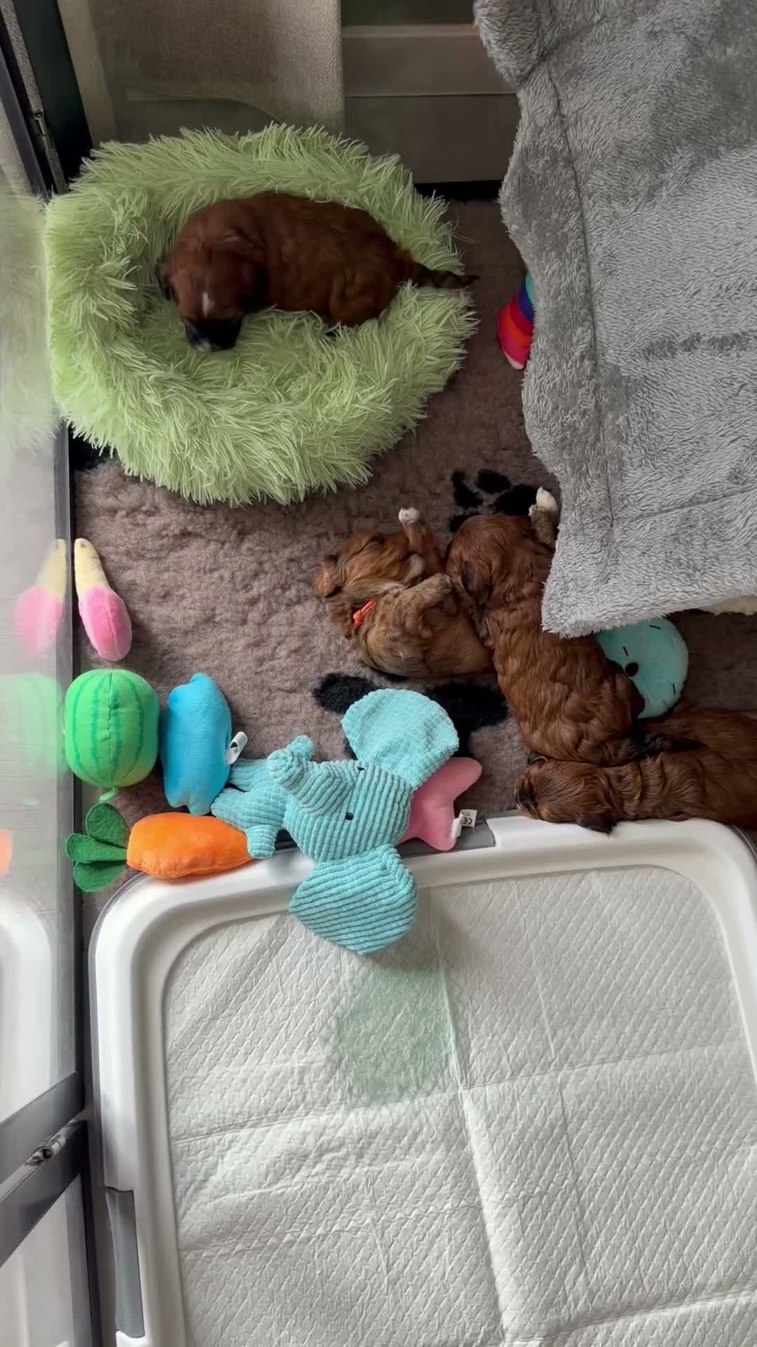 Kruising honden te koop: Lhasapoo  in Aalten - Video 1