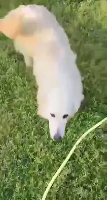 Kruising honden te koop: Italiaanse diva zoekt baasje - Video 2