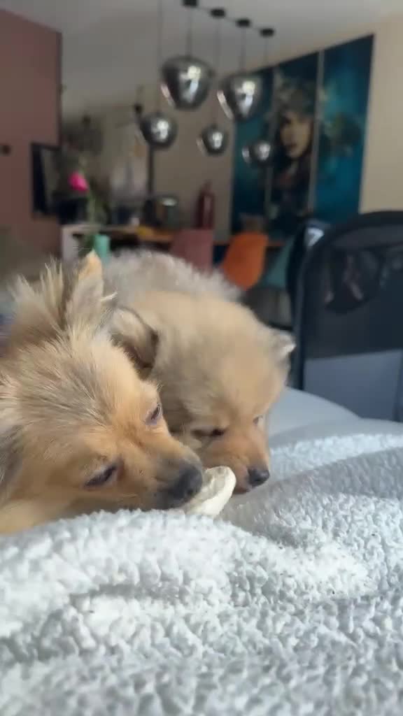 Pomeriaan honden te koop: Pomeriaan pup Merle, sable en black and tan - Video 1