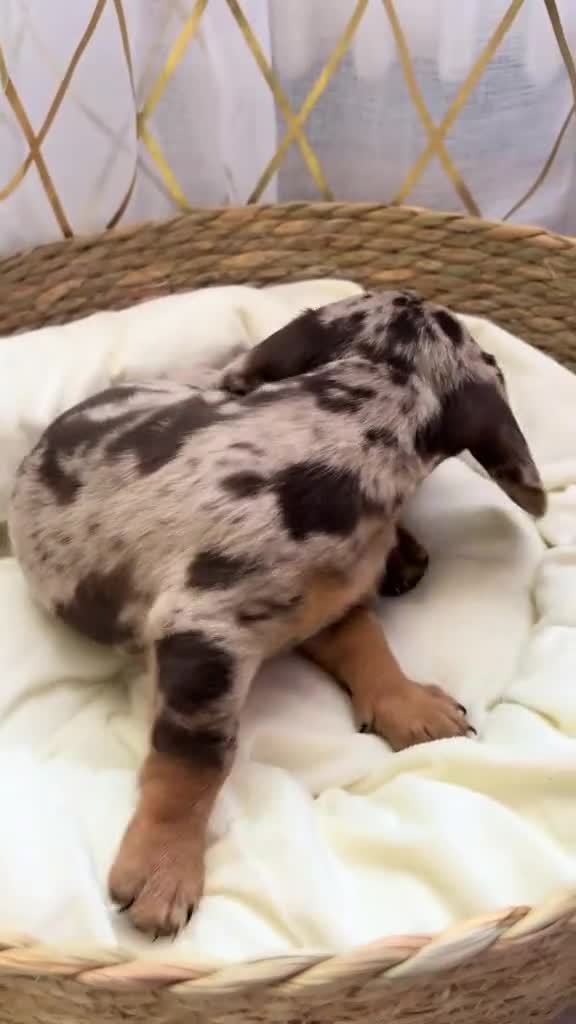 Teckel (korthaar)  honden te koop: Dwerg Harlequin Teckel pupjes - Video 1