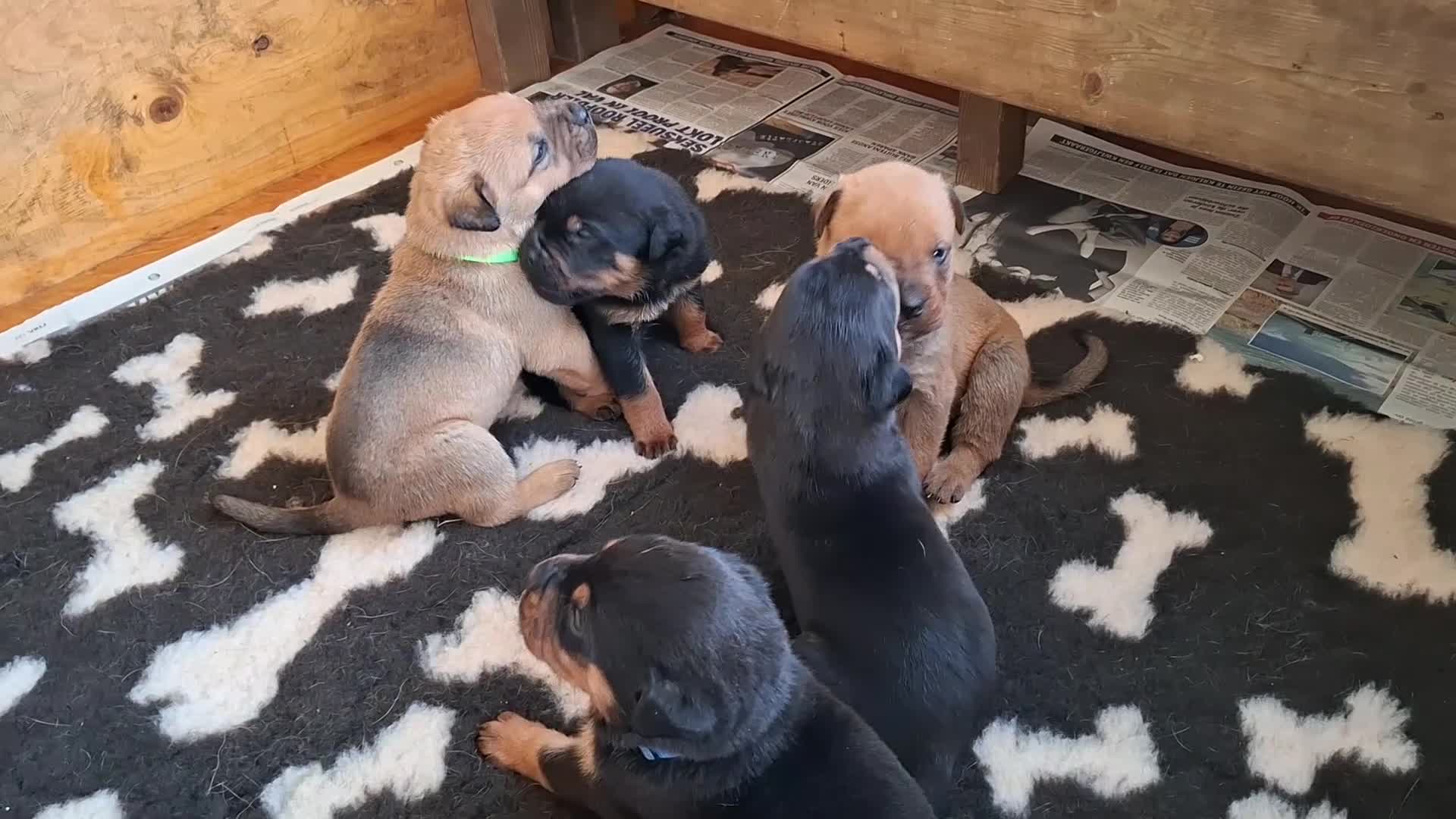 Kruising honden te koop: Prachtige mastweiler pups - Video 1
