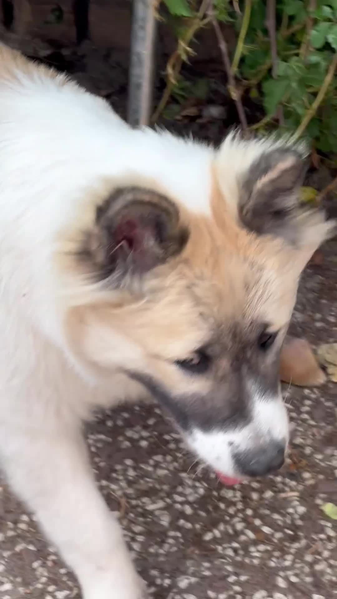 Thai Bangkaew Dog honden te koop: Thai Bangkaew pups - Video 1