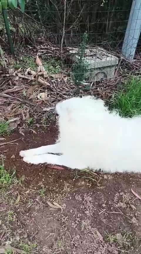 Berghond van de Maremmen en Abruzzen honden te koop: Happy zoekt baasje - Video 1