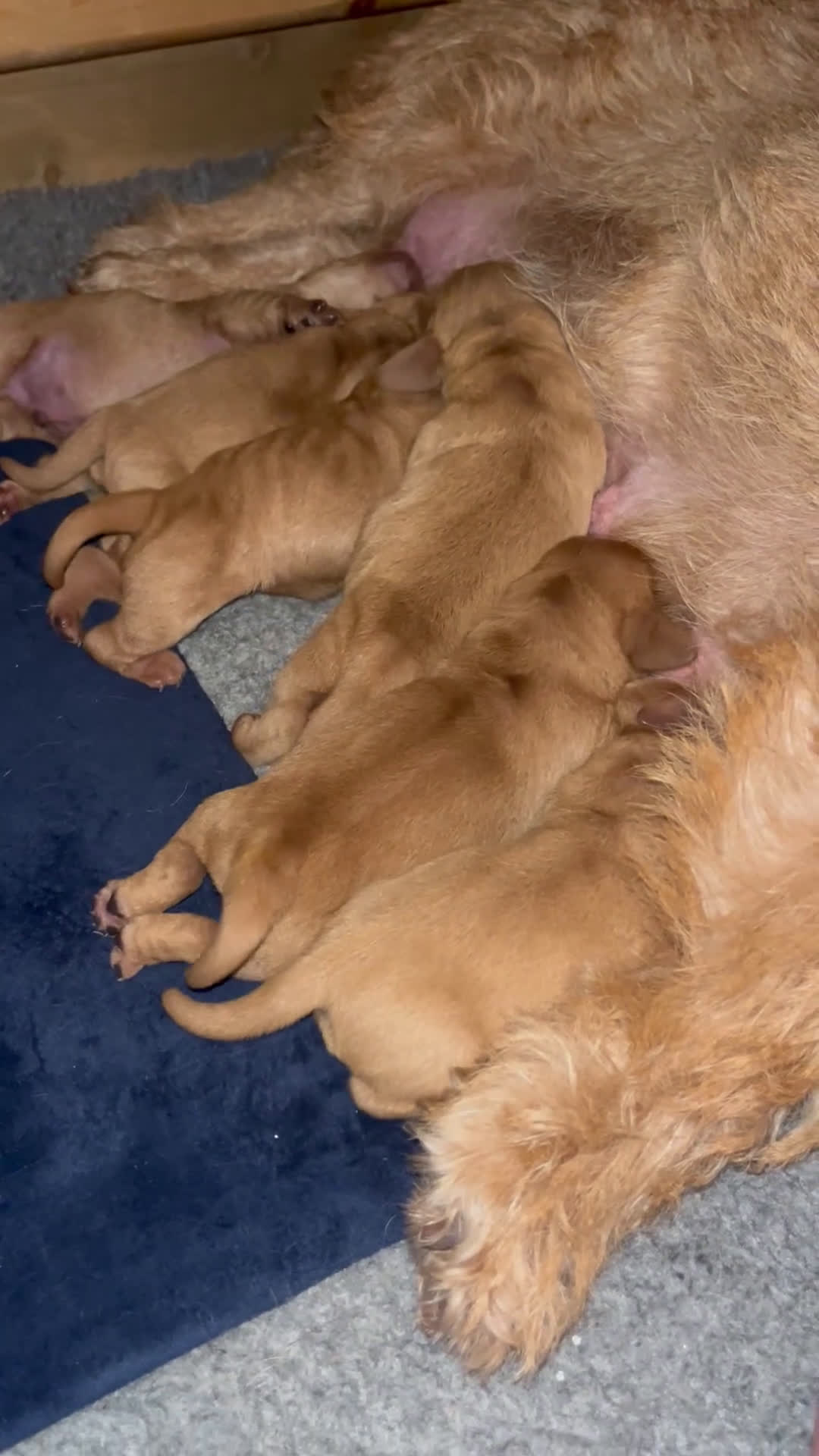 Basset fauve de Bretagne honden te koop: Raszuivere Basset fauve de Bretagne pups  - Video 1